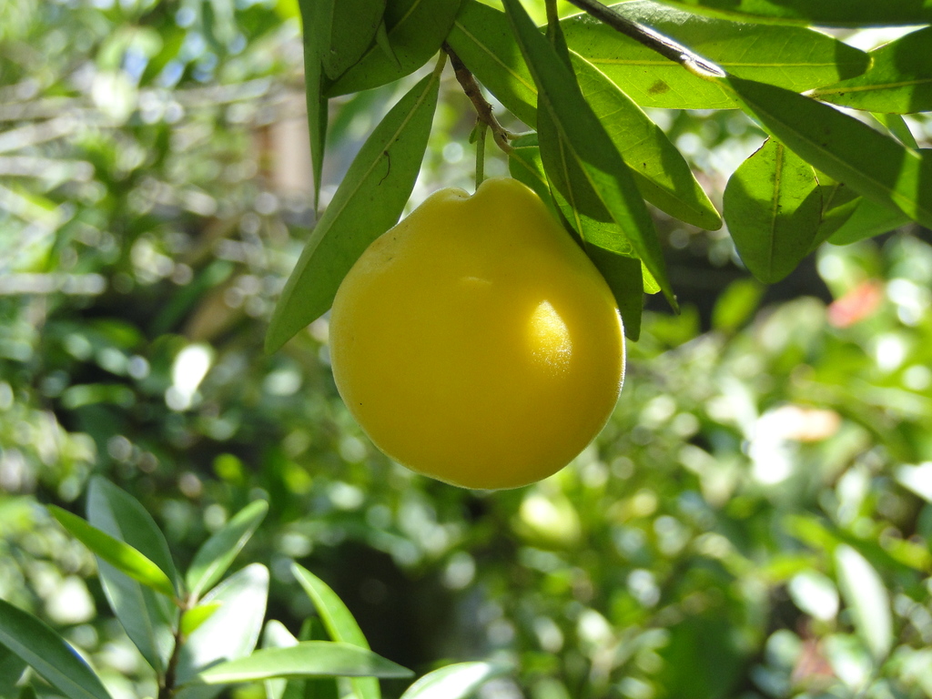 اوگنیا پیریفورمیس